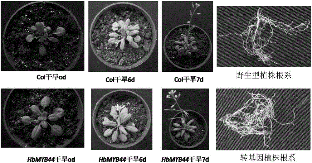 Rubber tree transcription factor HbMYB44 gene and application thereof