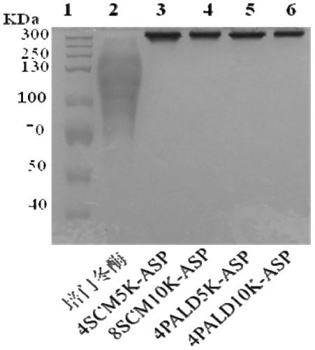 New application of multi-arm polyethylene glycol modifier and its application in modification of asparaginase