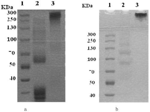 New application of multi-arm polyethylene glycol modifier and its application in modification of asparaginase