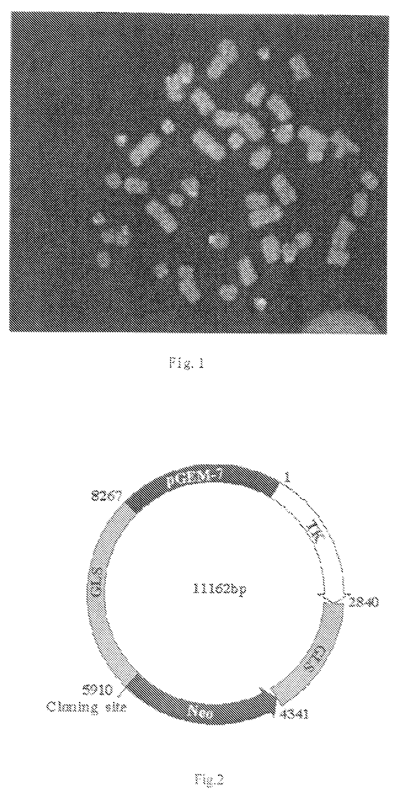 Cell line expressing mutated human tissue-type plasminogen activator, the constructing strategy thereof and method of preparing expressed protein