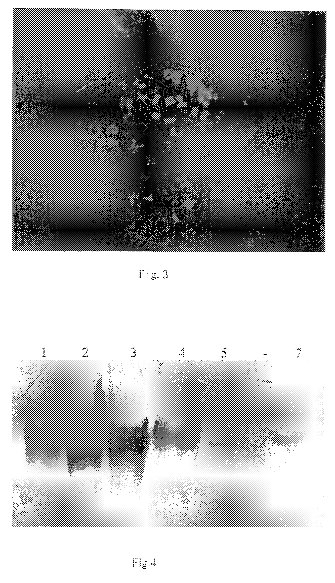 Cell line expressing mutated human tissue-type plasminogen activator, the constructing strategy thereof and method of preparing expressed protein