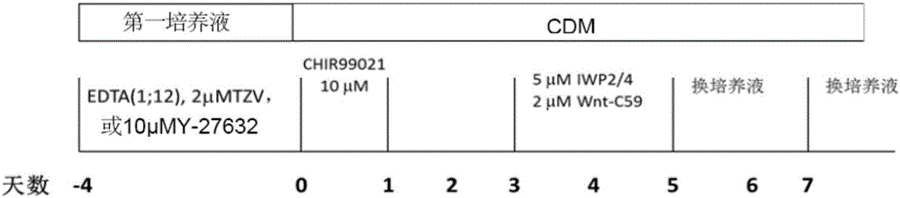 Kit and method for in vitro directional differentiation of human-derived iPS stem cells into myocardial cells