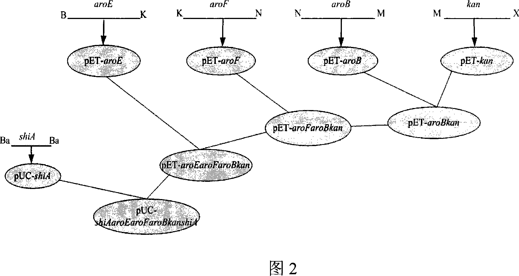 Method for preparing shikimic acid using biosynthesis technology and engineered bacteria