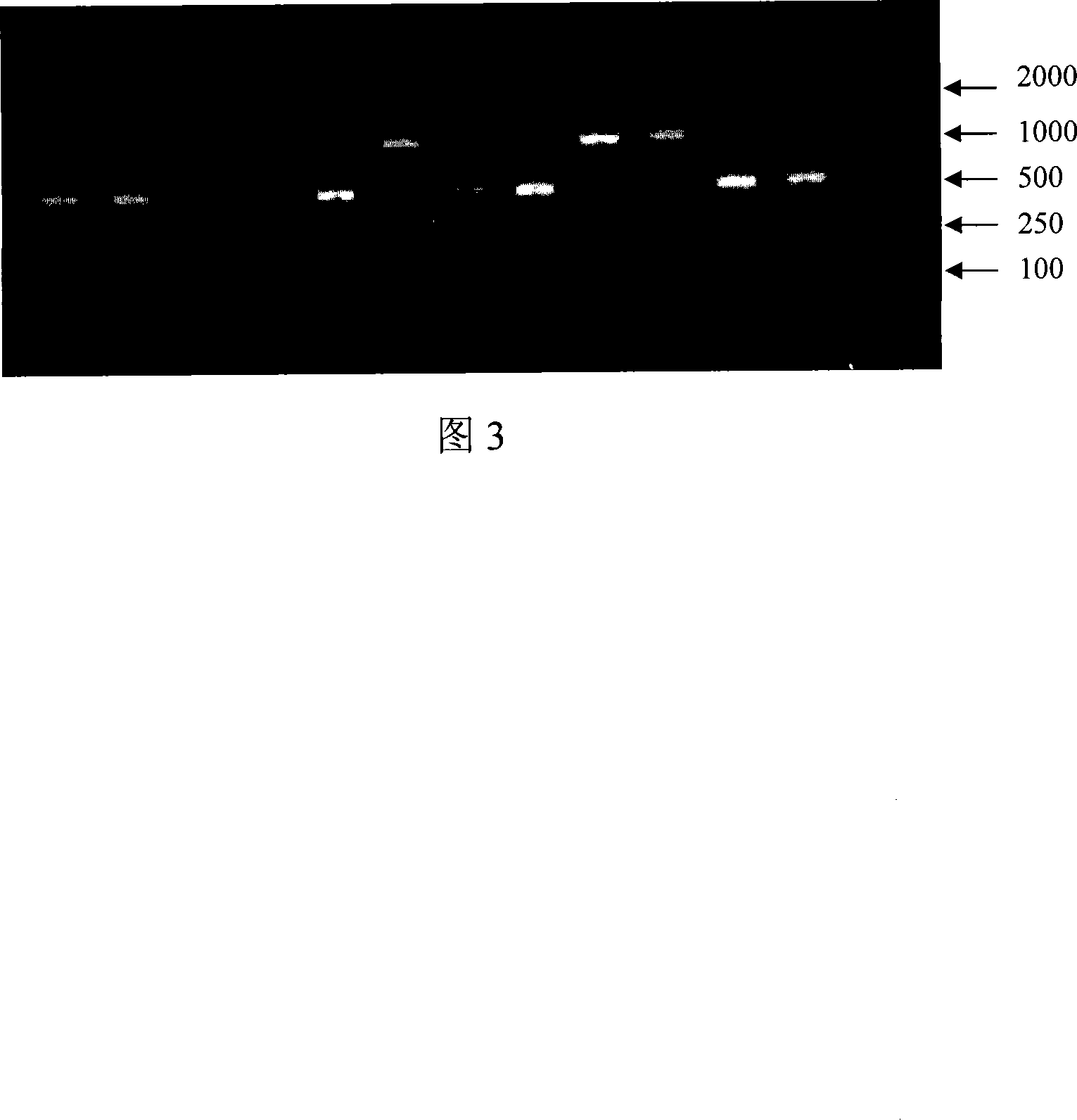 Method for preparing shikimic acid using biosynthesis technology and engineered bacteria