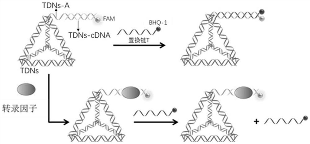 Cell signal transduction activity detection method based on tetrahedral DNA nano material