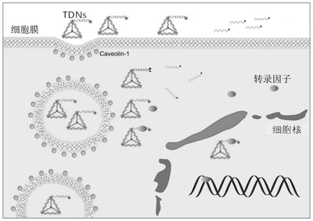 Cell signal transduction activity detection method based on tetrahedral DNA nano material