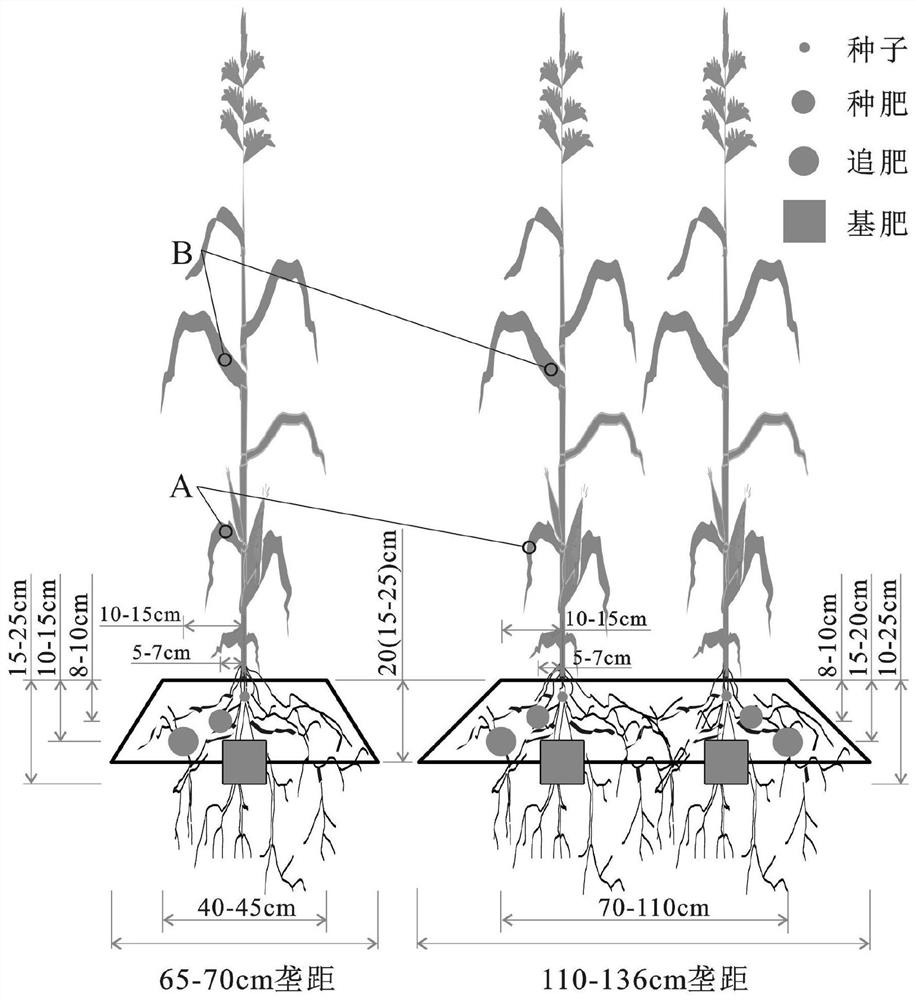 A fertilization method for improving lodging resistance and grain quality of maize in cold regions