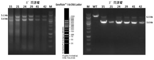 Construction method of STAT3 mitochondrial localization conditional gene knock-in mouse model