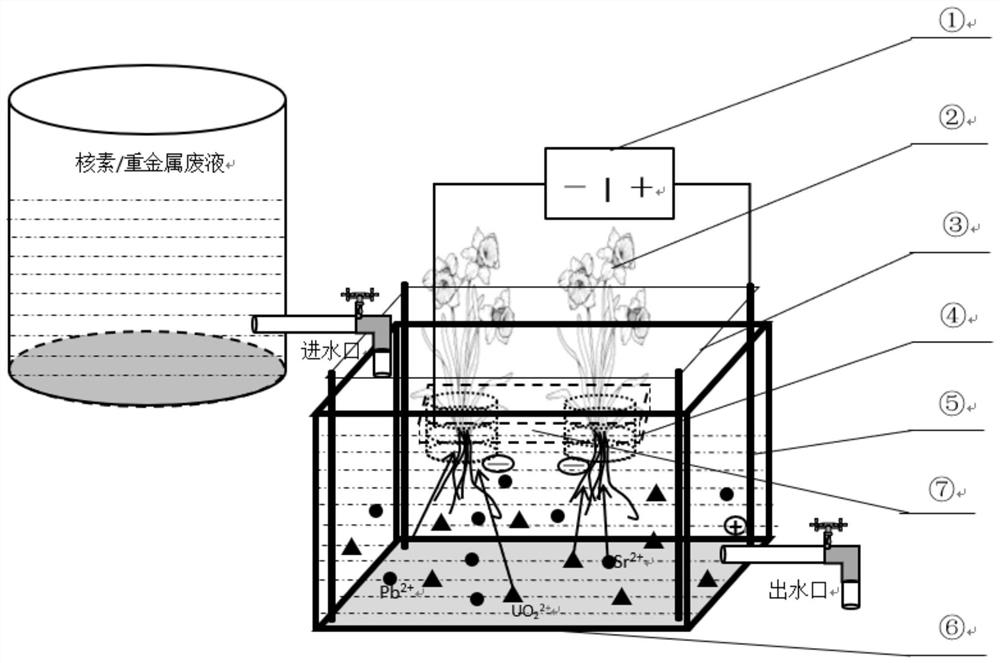 Low-voltage electric field-plant method and system for removing radionuclides/heavy metals from water