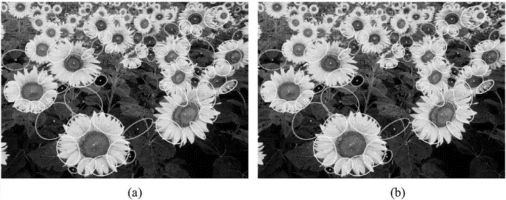 Image spot detection method based on anisotropic Gaussian kernel and gradient search