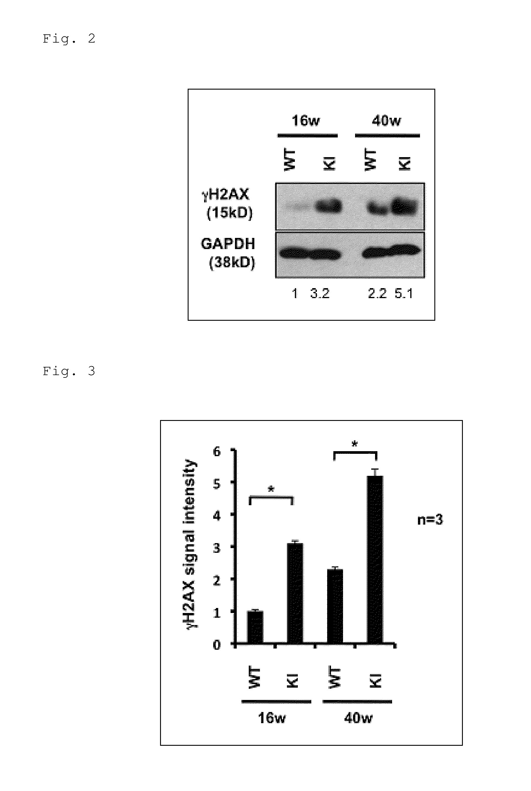 Agent for preventing or treating spinocerebellar ataxia