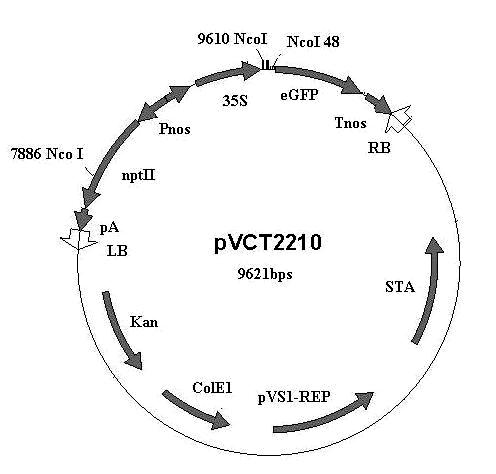 Virulence auxiliary vector for agrobacterium tumefaciens-mediated high molecular weight T-DNA (Transfer-Deoxyribonucleic Acid) transformation and preparation method as well as application thereof