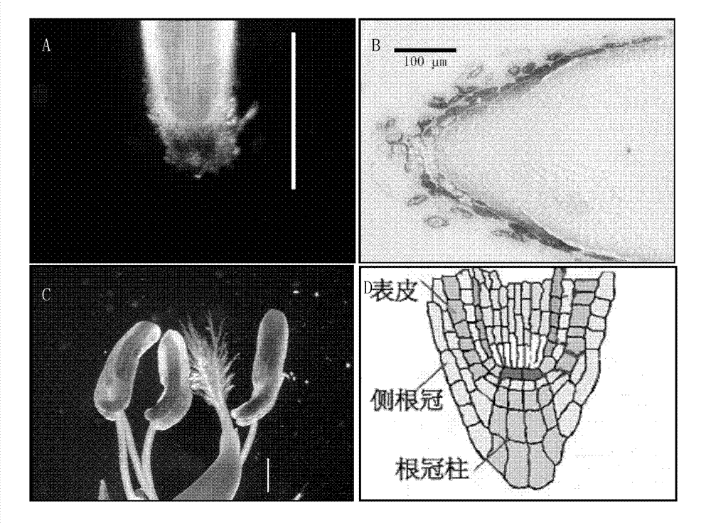 Promoter of gene OsRTS2 expressed specifically in rice root tip and applications thereof