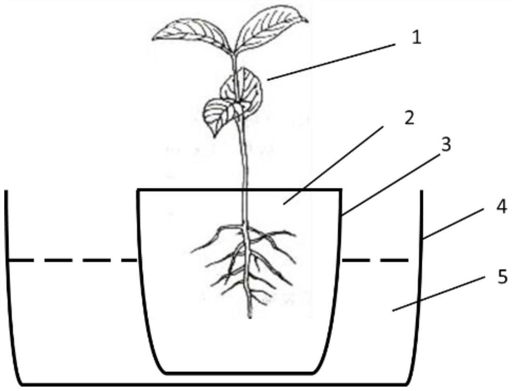 Mangrove plant seedling raising substrate and seedling raising method