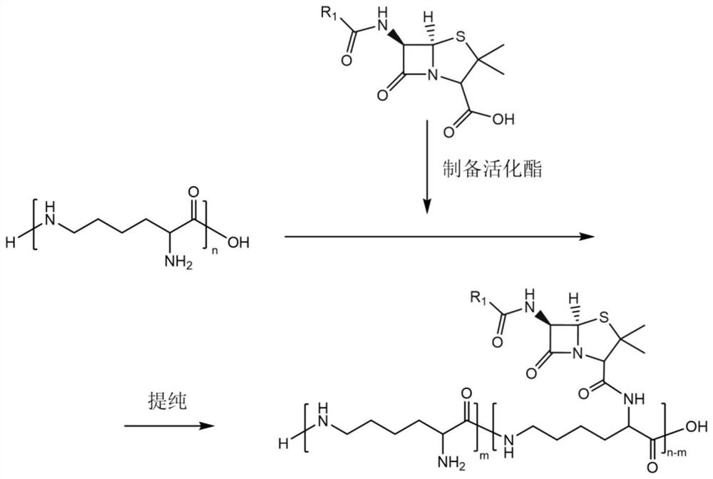 Penicillin modified epsilon-polylysine antibacterial peptide and preparation method thereof