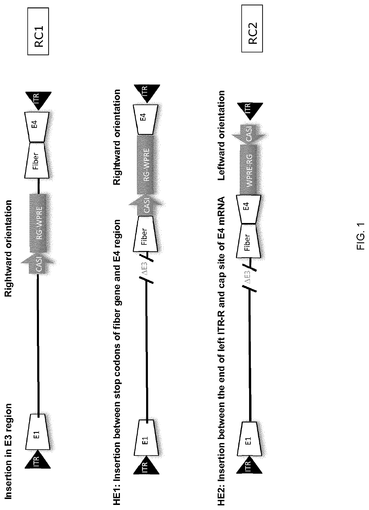 Replication competent adenoviral vectors