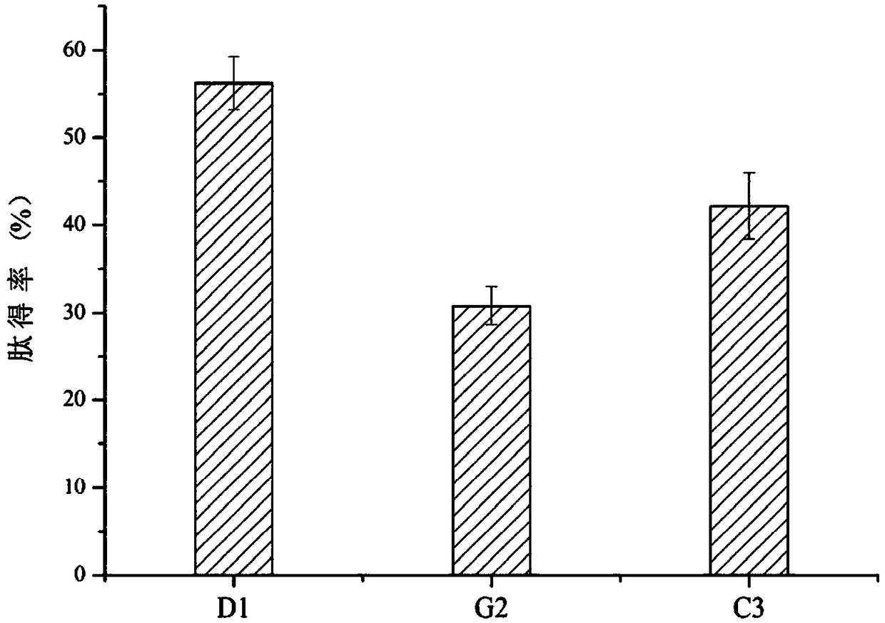 Wheat gluten protein peptide as well as preparation method and application thereof