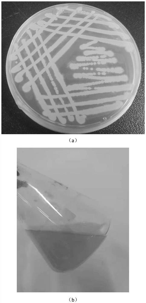 Achromobacter denitrificans and application thereof