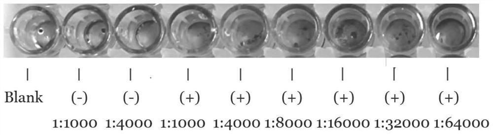 Preparation and application of retinoic acid induced protein 16 specific polyclonal antibody