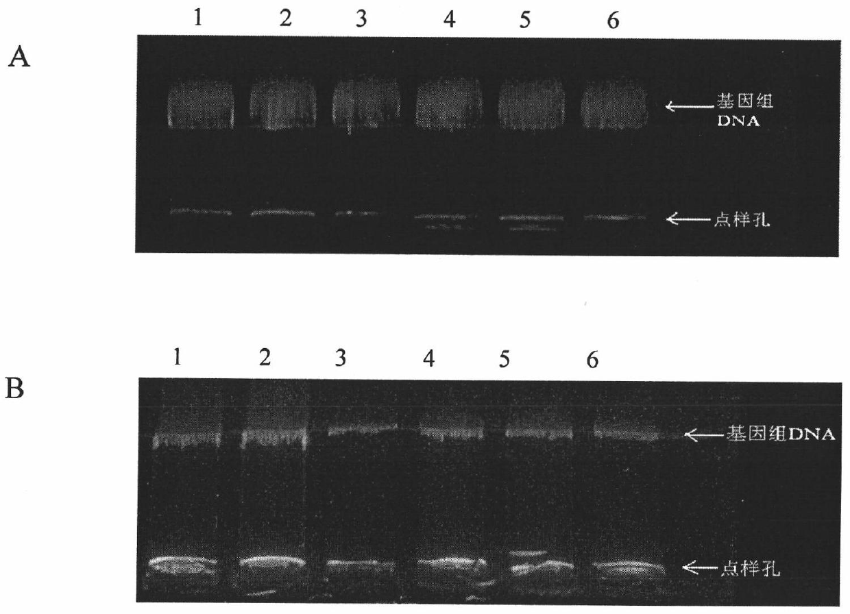 Method for extracting genome DNA of poultry
