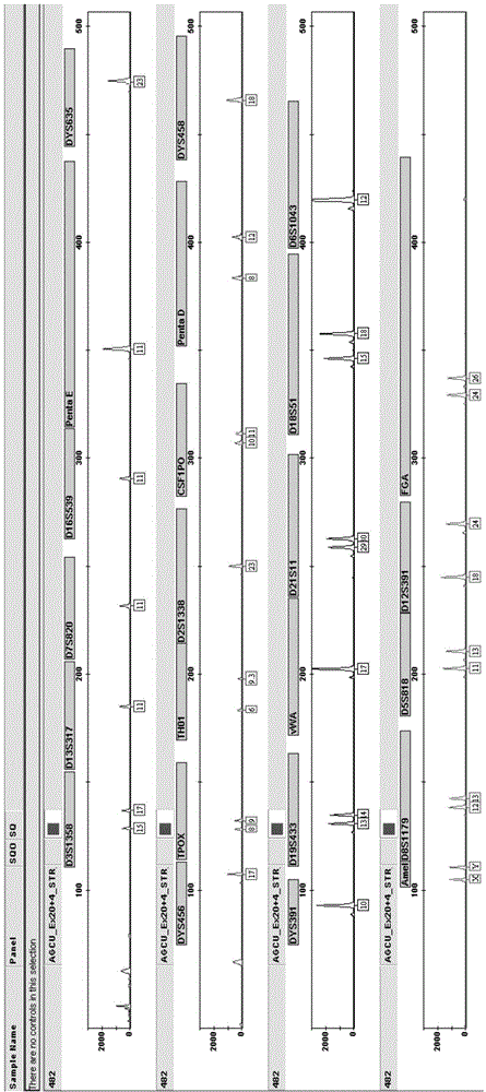 Kit for multiplex amplification of 24 loci of human genome DNA