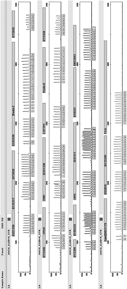 Kit for multiplex amplification of 24 loci of human genome DNA