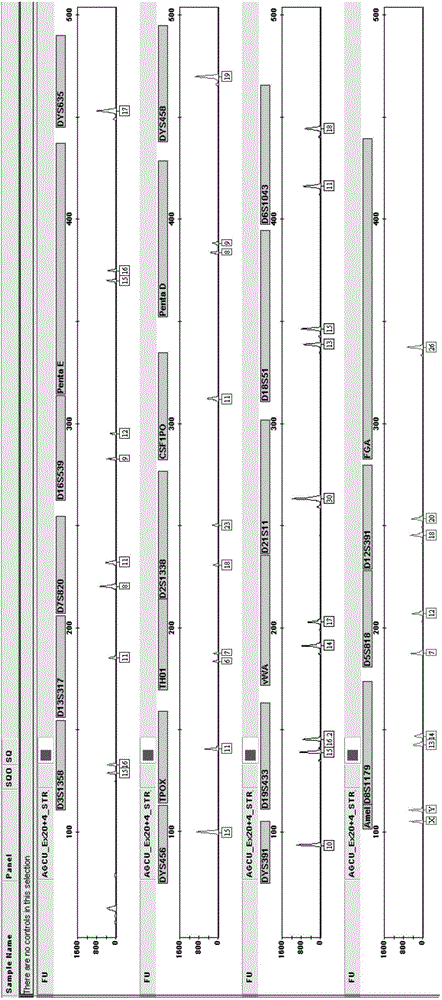 Kit for multiplex amplification of 24 loci of human genome DNA