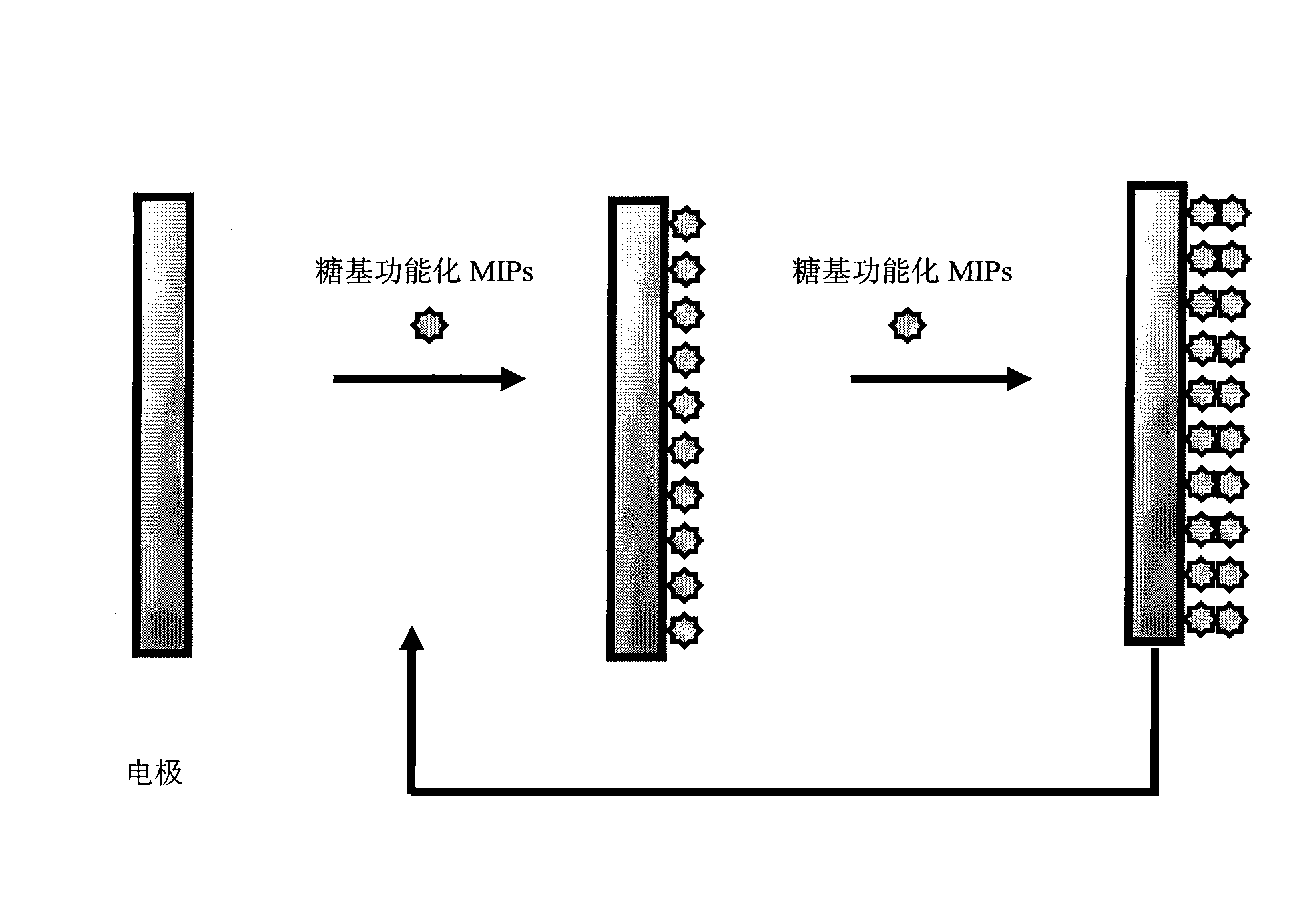 Method for preparing glycosyl functional molecularly imprinted membrane electrode for detecting bacterial toxin and application thereof