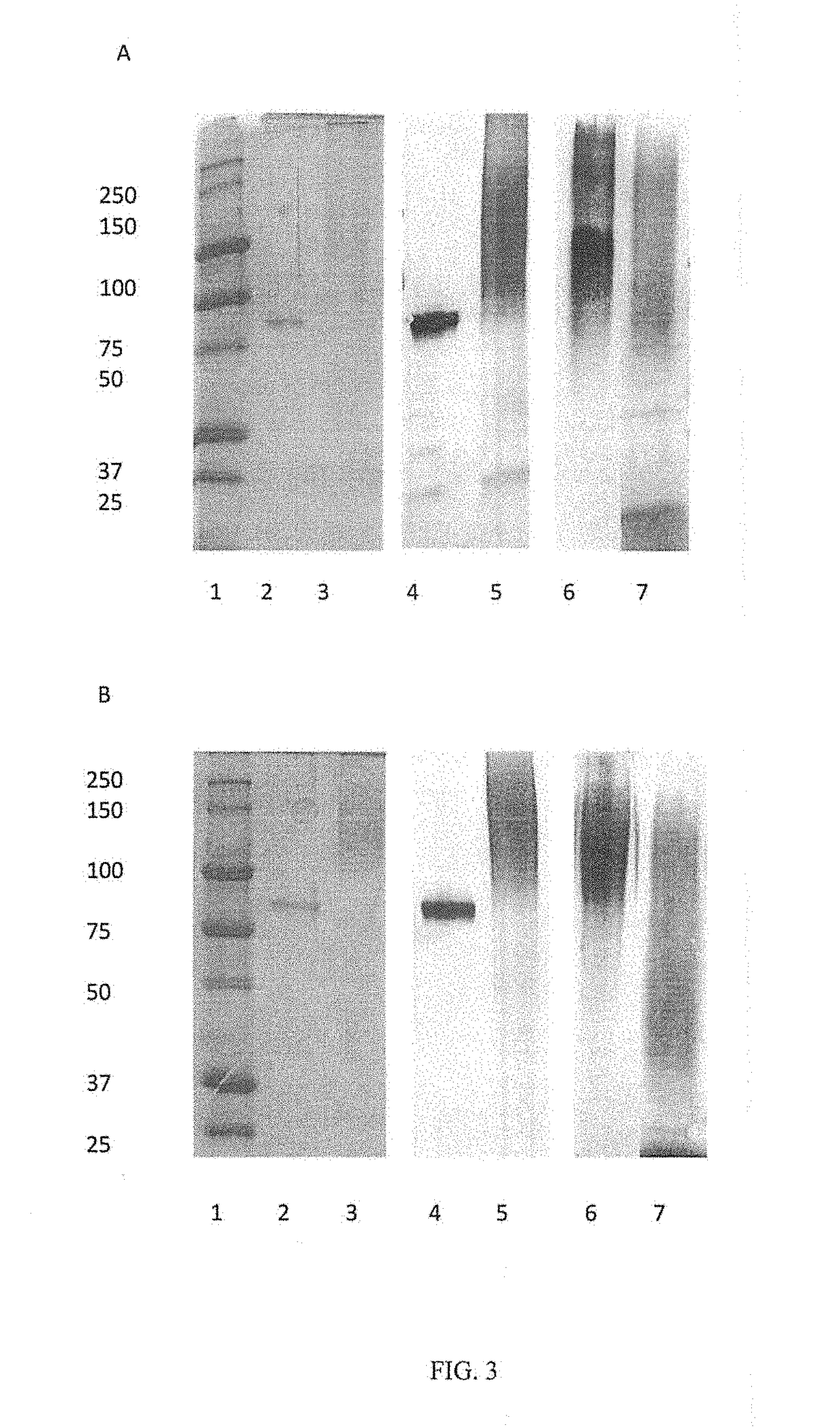 Combined enteropathogen recombinant construct