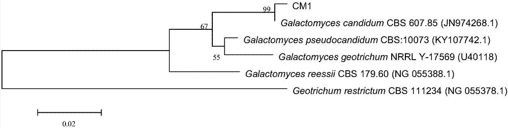 CM1 (Galactomyces candidum) capable of degrading cephalosporin antibiotics and application thereof