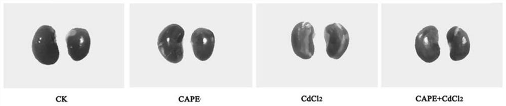 MiRNA for evaluating caffeic acid phenethyl ester cadmium-induced kidney injury resistance and application of miRNA