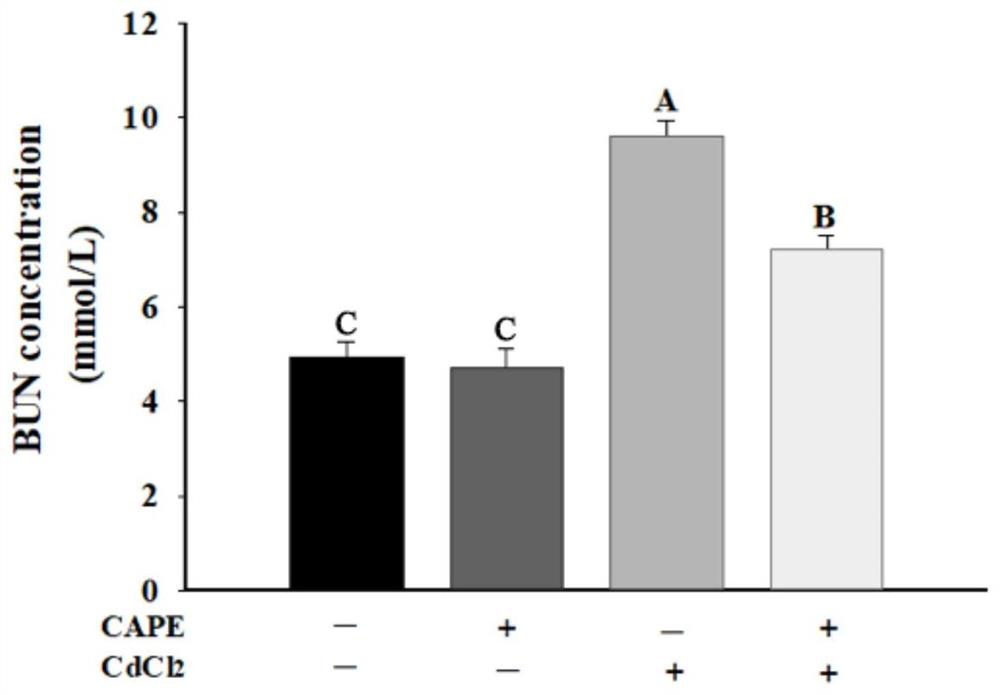 MiRNA for evaluating caffeic acid phenethyl ester cadmium-induced kidney injury resistance and application of miRNA