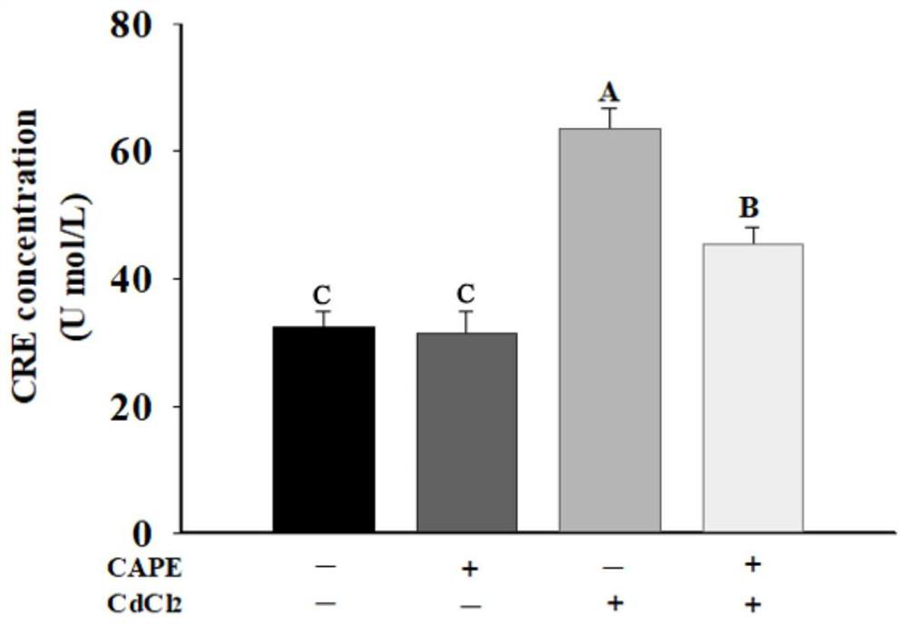 MiRNA for evaluating caffeic acid phenethyl ester cadmium-induced kidney injury resistance and application of miRNA