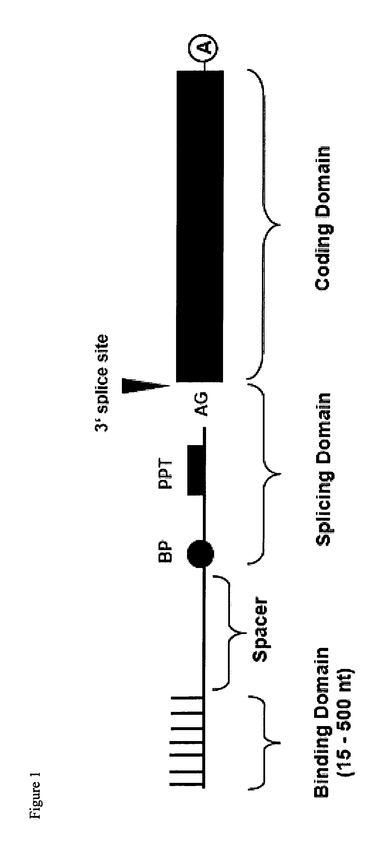 Pre-MRNA trans-splicing molecule (RTM) molecules and their uses