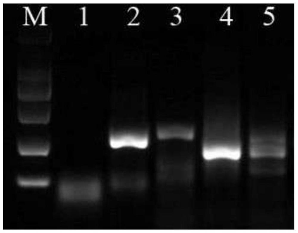 Primer, probe, reagent and method for rapidly detecting feline parvoviruses at normal temperature and constant temperature