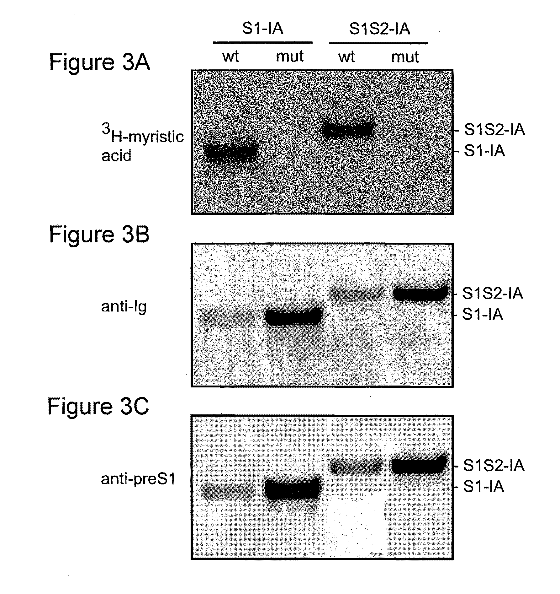 Hepatitis B Virus Compositions and Methods of Use