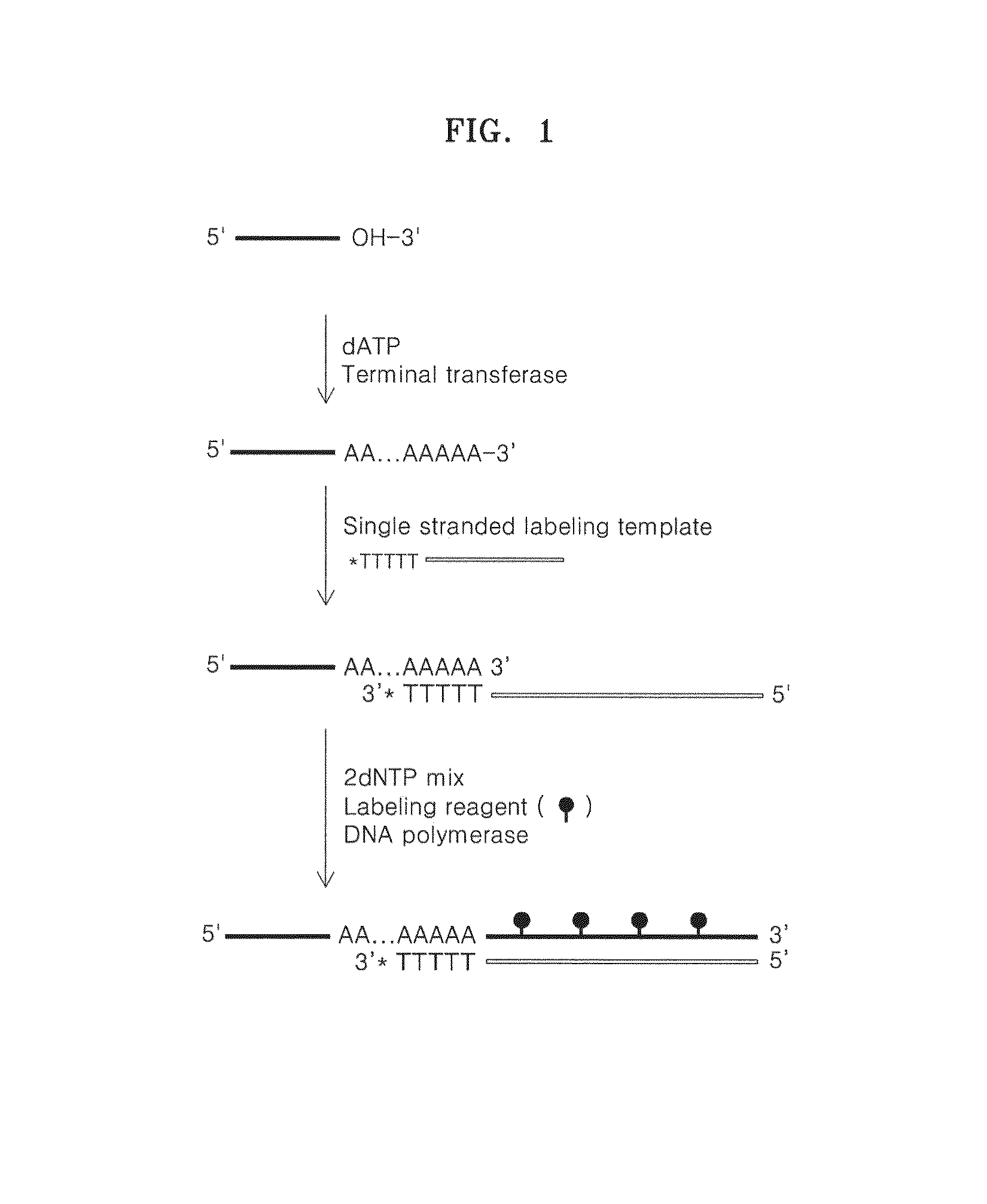 Method of labeling a target nucleic acid