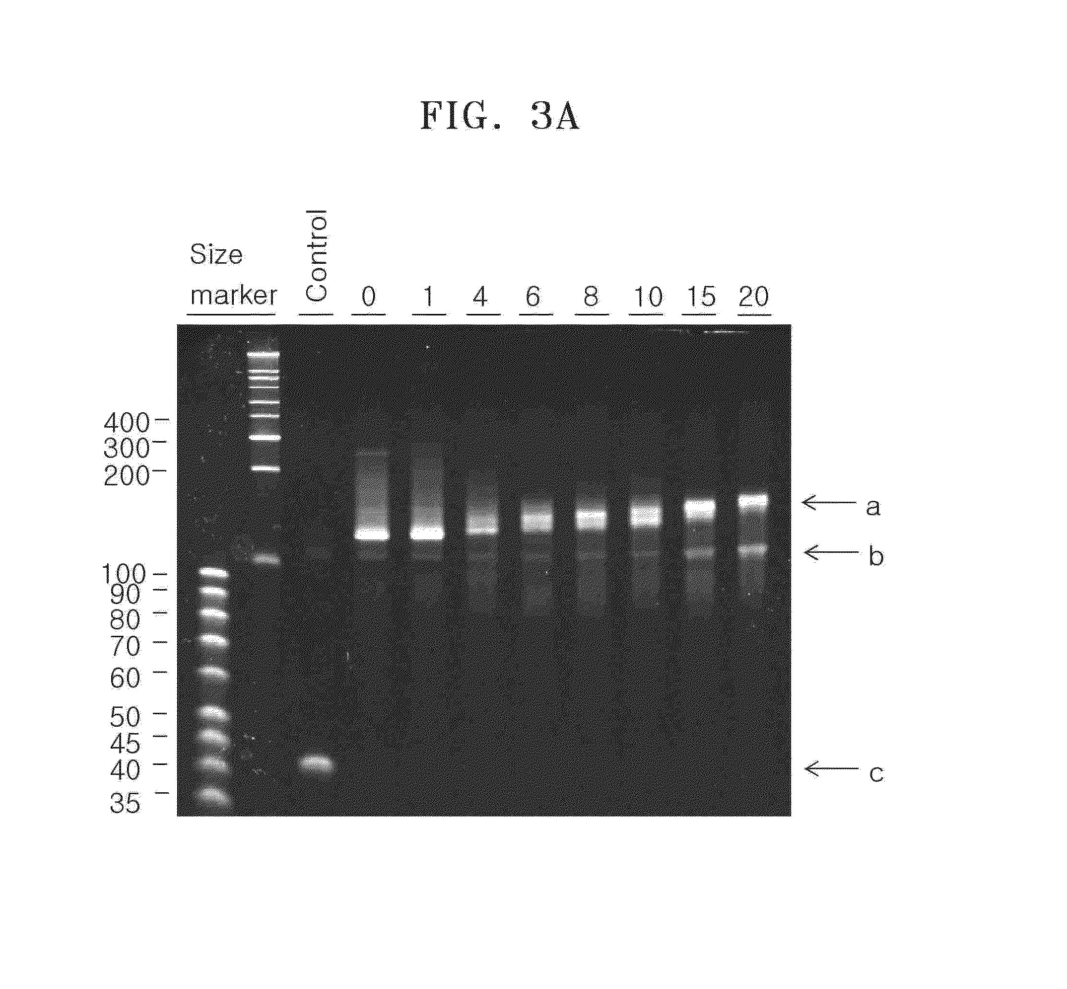 Method of labeling a target nucleic acid