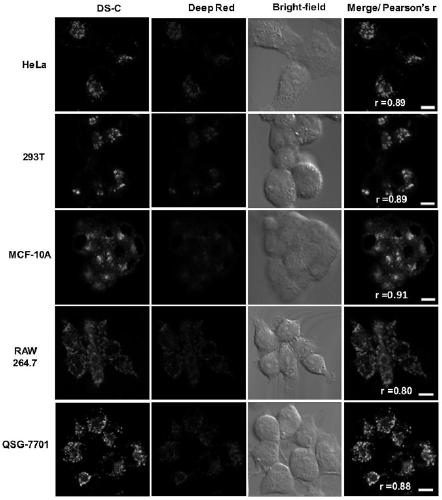 Lysosome targeted fluorescent dye based on nitrogen heterocyclic structure as well as preparation method and application of lysosome targeted fluorescent dye