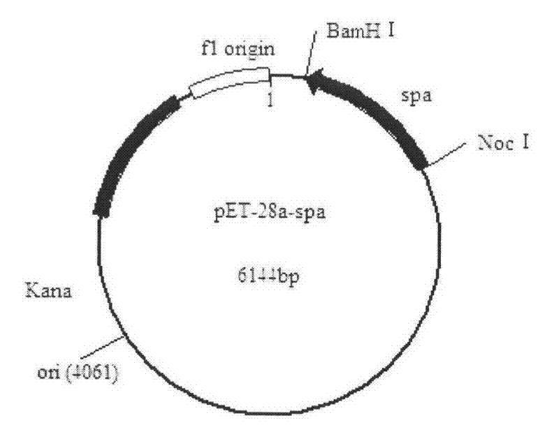 Recombinant protein A efficiently combined with IgG (Immunoglobulin G) and construction method of engineering bacterium thereof