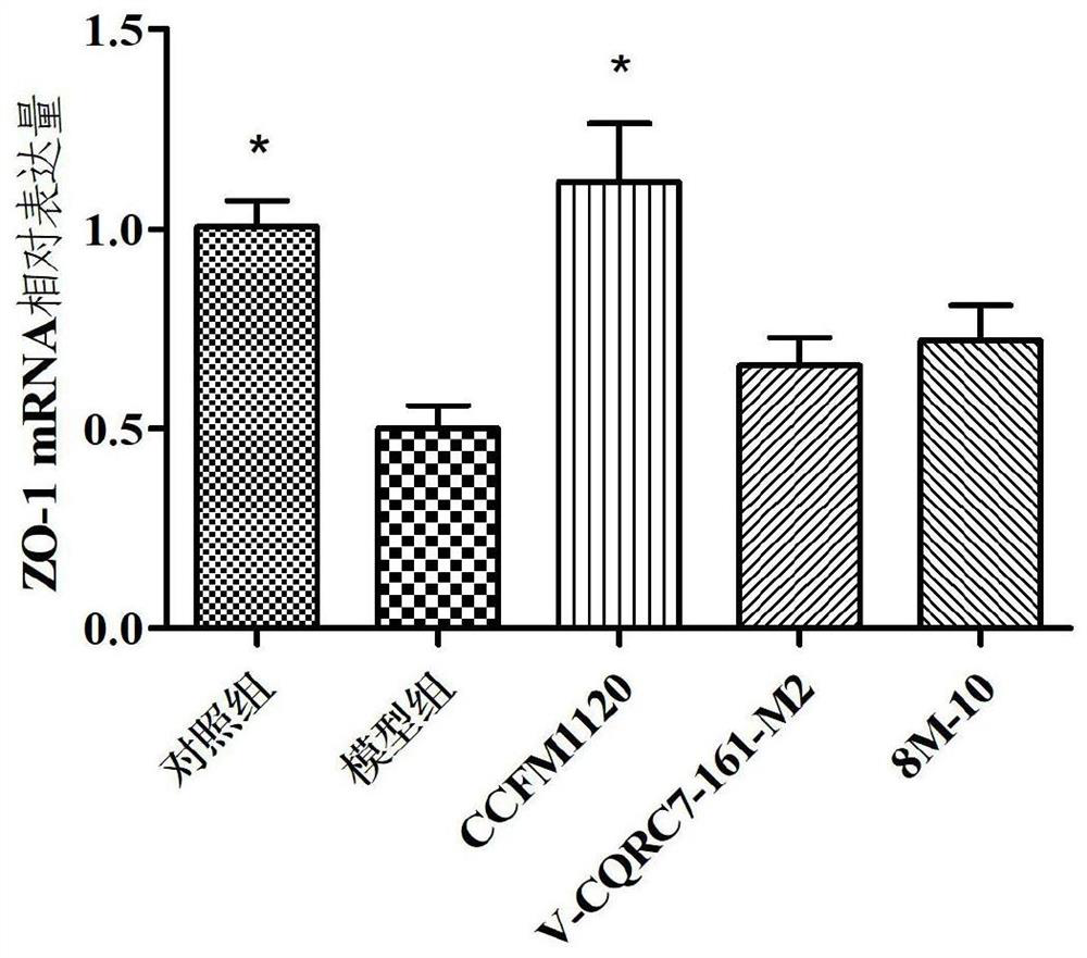 A strain of Lactobacillus paracasei capable of alleviating alcohol-induced intestinal damage and its application