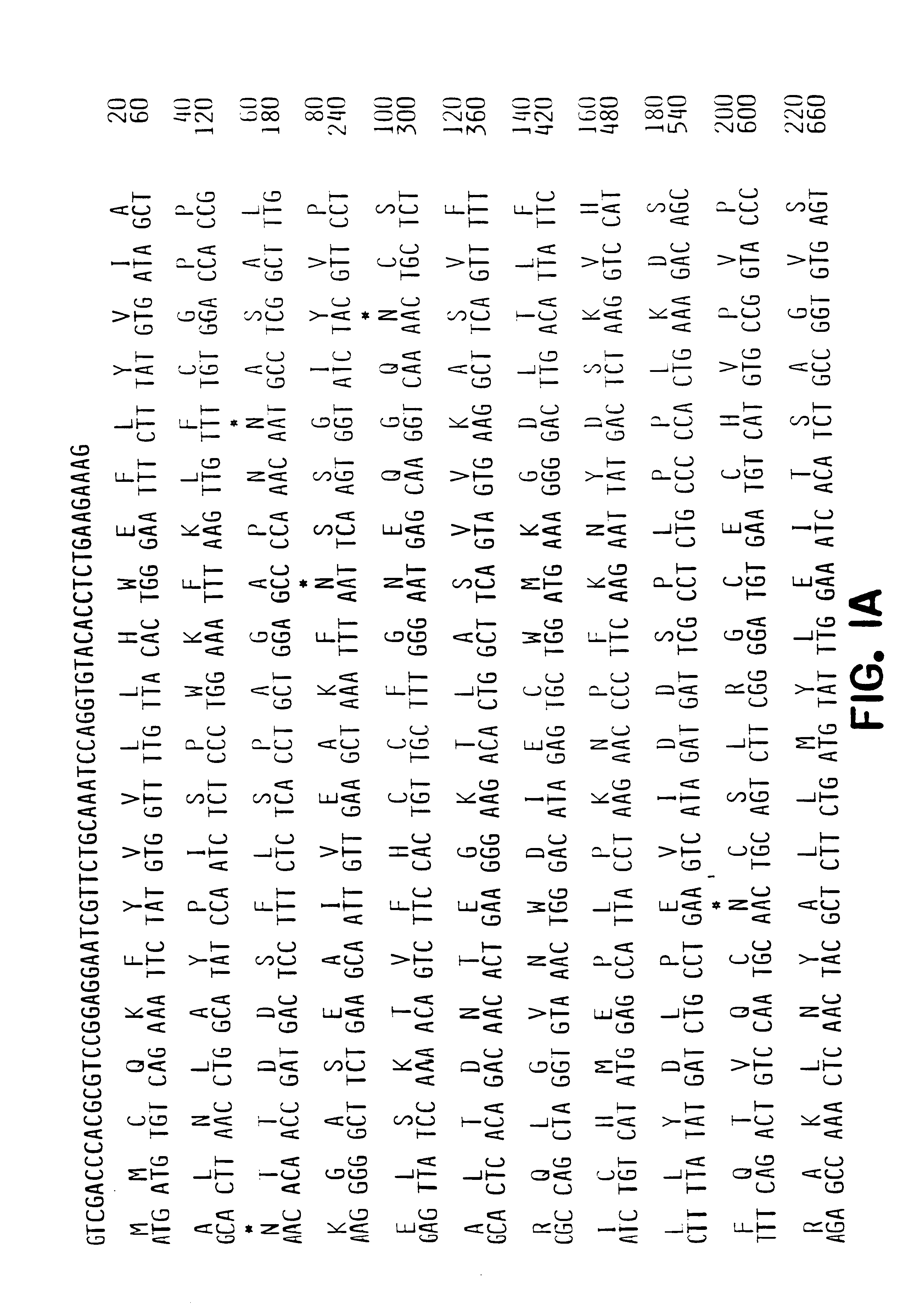 Methods of identifying compounds that modulate body weight using the OB receptor