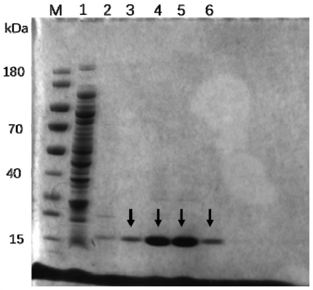 ALK nano antibody developed based on phage display technology and application thereof