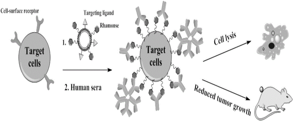 Liposome for cancer targeting immunotherapy by natural sugar antibody and preparation method of liposome