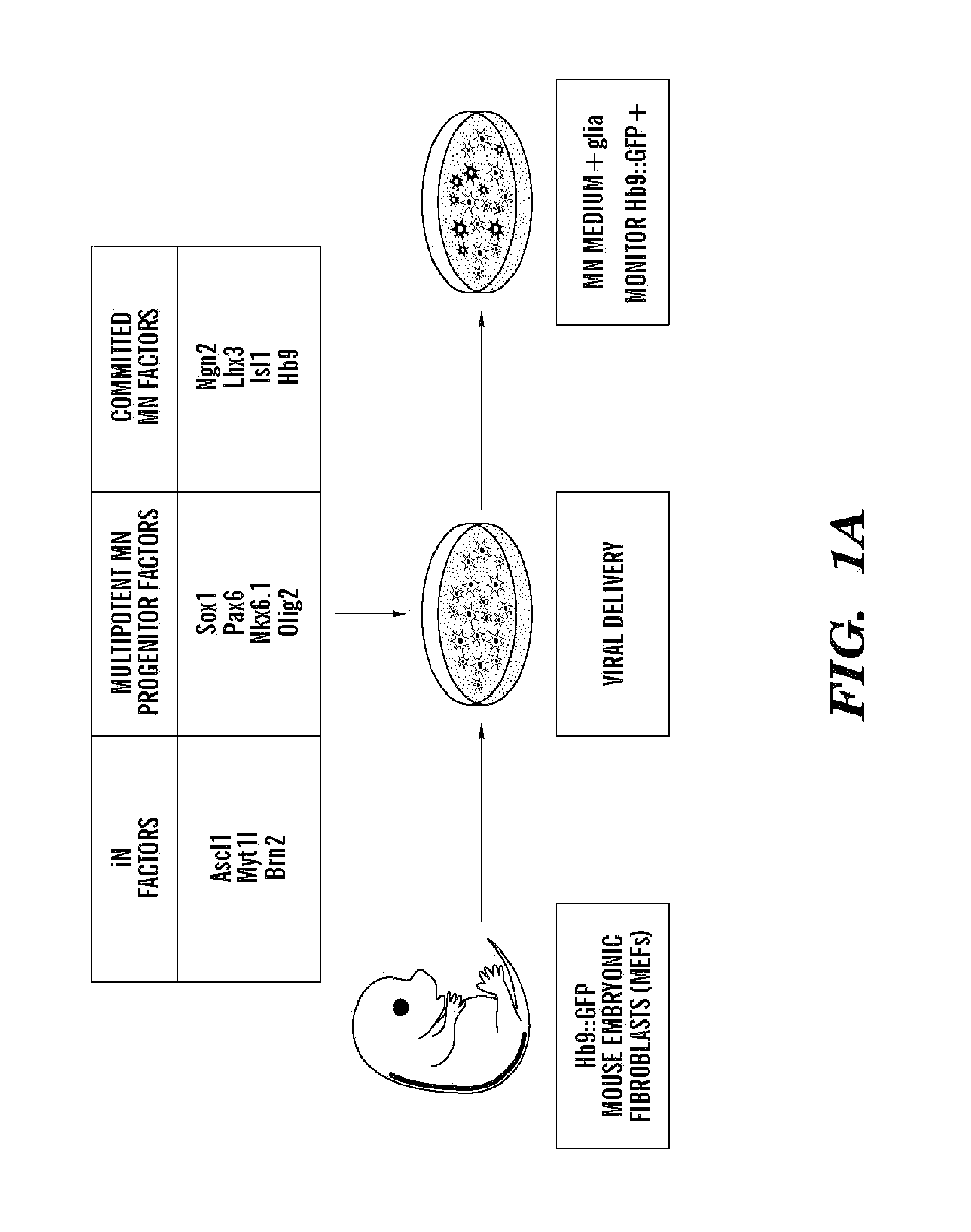 Conversion of somatic cells into functional spinal motor neurons, and methods and uses thereof