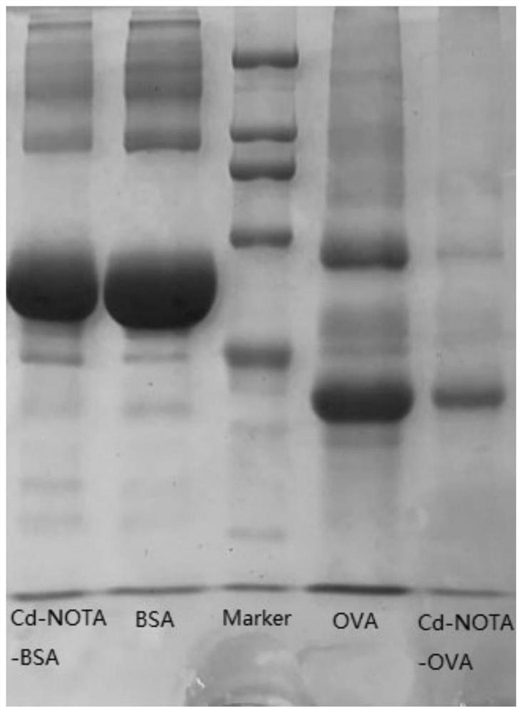 A kind of preparation method of heavy metal cadmium artificial antigen and the application of nota in the preparation of heavy metal cadmium artificial antigen reagent