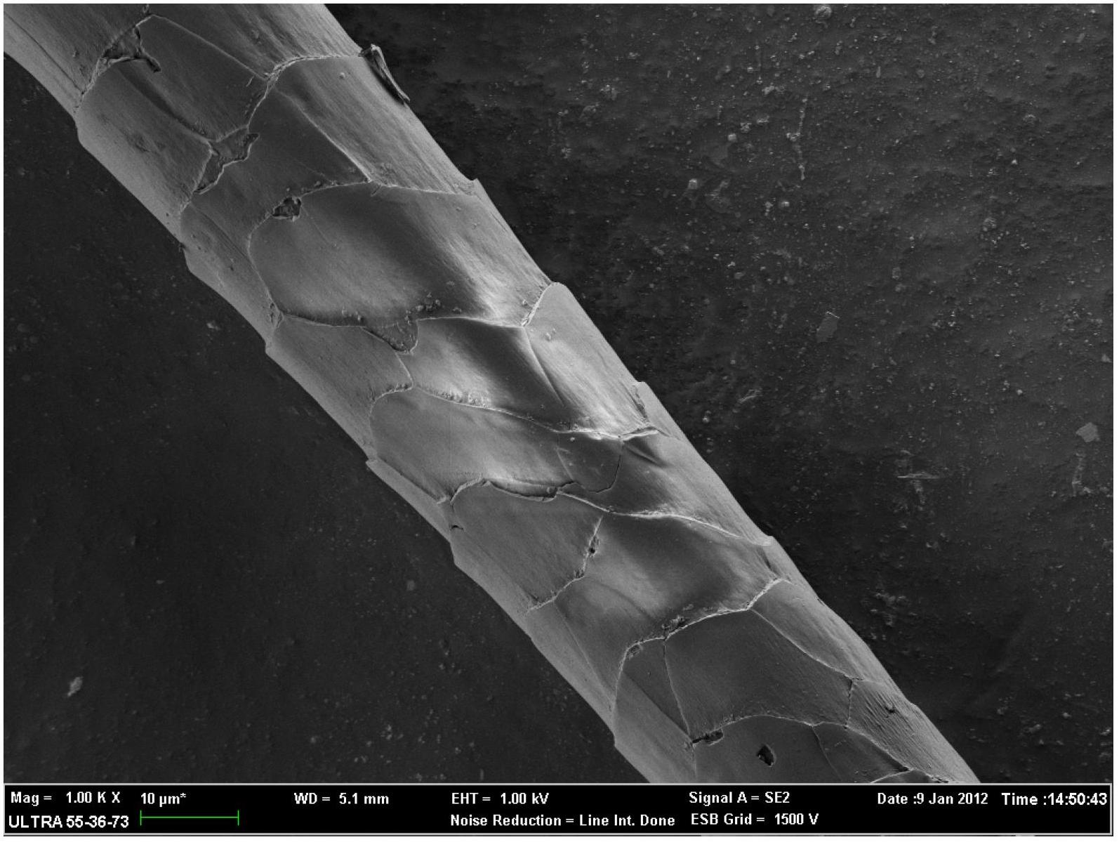 Surface modification method for wool