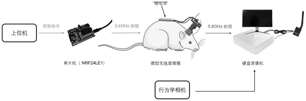 Wireless miniature fluorescent microscopic imaging device and application thereof