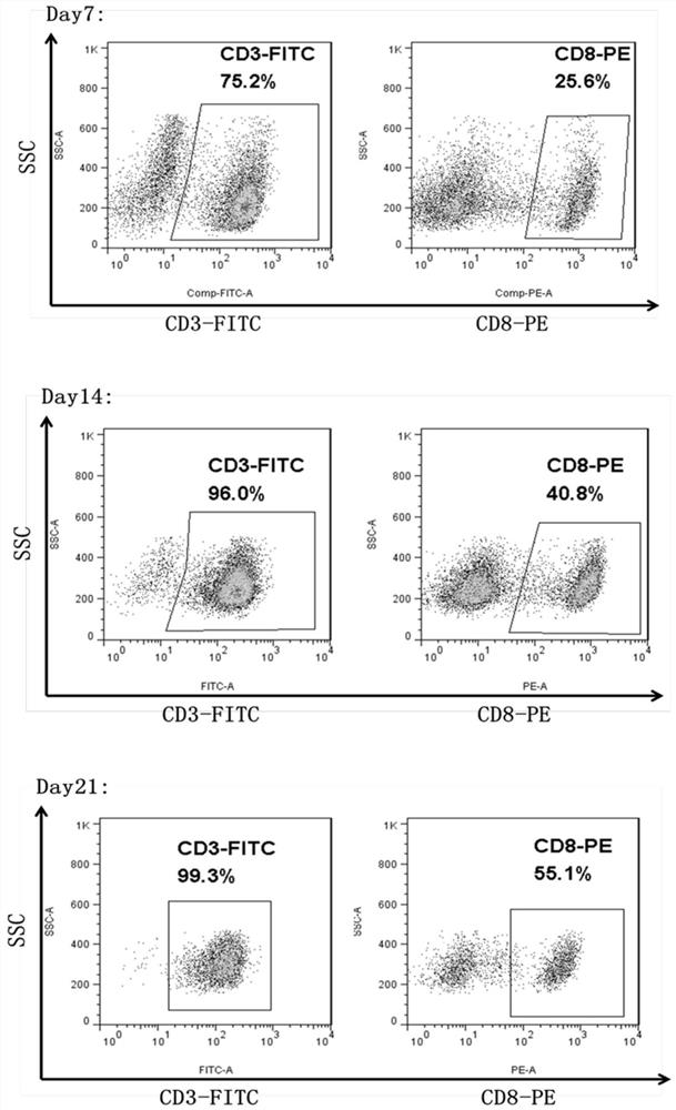 Preparation method of EBV specific cytotoxic T cells