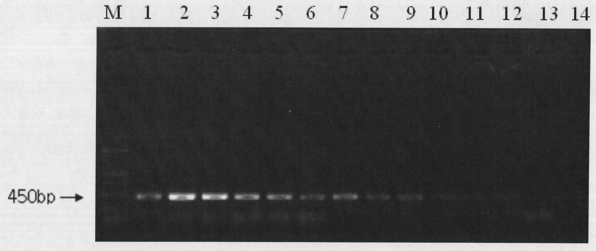 Method for identifying life or death of cells of food-borne pathogenic bacteria